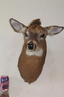 Whitetail Deer Head Shoulder Mount Taxidermy Cape Shed Antler Hunt Mule • $200