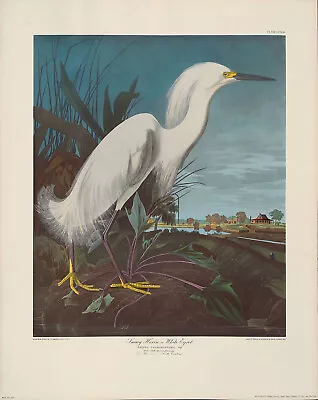 Aft JJ AUDUBON XRare Vtg 1953 Hand-Clrd Photo-Litho SNOWY HERON OR WHITE EGRET • $299.99