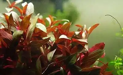 Ludwigia Glandulosa - 1- 25 Bunches / Oxygenating Pond Water Plants/ Weed - O... • £65