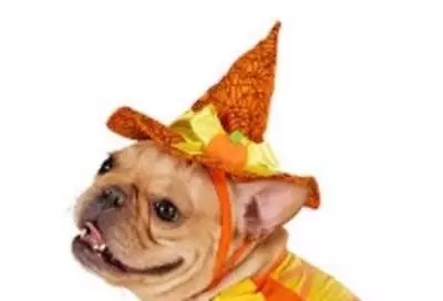 Martha Stewart Pets Witch Costume Hat Pumpkin Halloween Dog Cat Medium • $9.95