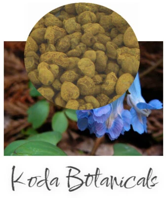 $9.96 • Buy CORYDALIS ROOT Herbal Tea Remedy PREMIUM GRADE Corydalis Ambigua Dried Root Herb
