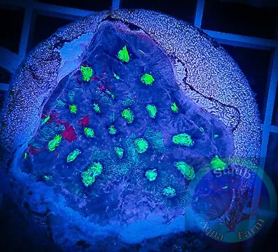 SAF~War Coral Favia Frag Live Coral “WYSIWYG” 2 Inch Frag Plate Brain Colony • $29.99