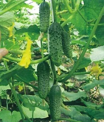 100 Seeds Маша Cucumber Masha F1 Seminis Netherlands Gherkin семена огурец • $28.36