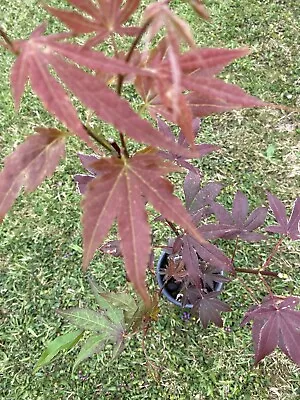 Acer Palmatum Atropurpureum Plant P12 1L 40-60cm Japanese Maple • £12.99