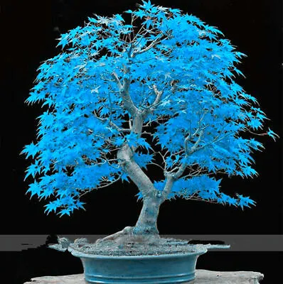 20 Seeds Japanese Maple Tree Sky Blue Bonsai Rare Plant For Home Garden • £3.99