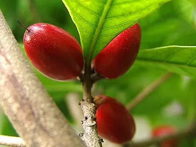 10 Miracle Fruit Seedlings Synsepalum Dulcificum Tree Tropical Berry Plant  • $88.88