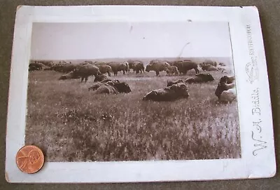 CABINET CARD Photograph Of A BUFFALO HERD On The Plains MONTANA 1915 • $9.99