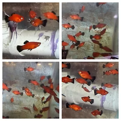 10 Red Wag Platy Platies Live Freshwater Aquarium Fish • $35