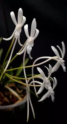 Vanda Falcata (typo White Variety) Blooming Size Mini Vanda Species Fragrant • $26.50