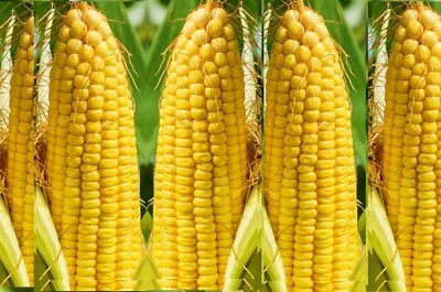 £2.45 • Buy Grow Your Own Popcorn -Sweetcorn 20 Quality Seeds Only-great For Kids