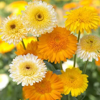 25 Calendula Officinalis Kinglet Formula Mix Seeds - Pot Marigold - 25 Seeds • £2.99