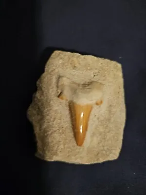 Fossil Otodus Shark Tooth Teeth In Matrix Megalodon Era Rock Ancestor  • $11