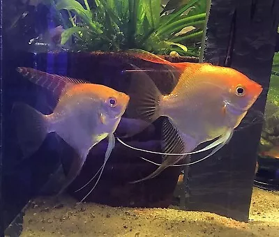 2 Gold Angelfish Fish 1/2 Dollar Size. • $9