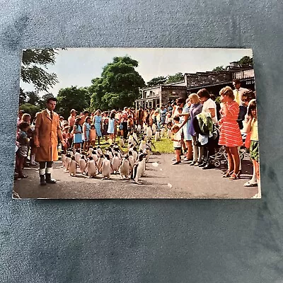 Vintage Postcard The Penguin Parade Edinburgh Zoo 1972 Bc • £0.99