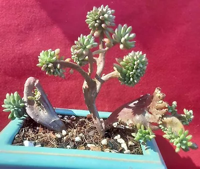 ECHEVERIA Macdougallii Crested - Fleshy Leaves - Red Tips - Easy Care • $23