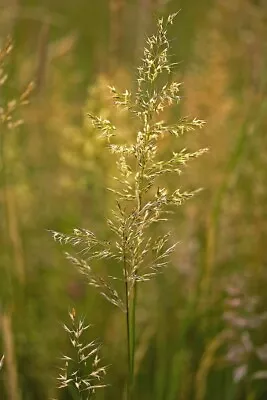 Yellow Oat Grass - Trisetum Flavescens - 1250 Seeds - Airy Meadow Grass • £1.09