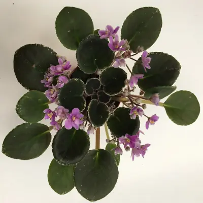 African Violet Plant-  Precious Lavender  (semiminiature)  • $10.50