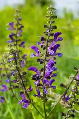 3x Salvia Meadow Clary Pratensis Plug Plants Perennial Blue Purple Wild Flowers • £9.99
