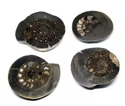 Dactylioceras Ammonite Fossil (Lot Of 4) Jurassic England 16979 • $39.99