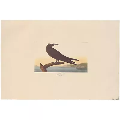 $100 • Buy Audubon Amsterdam Ed Dbl Elephant Folio Lithograph Pl 275 Noddy Tern