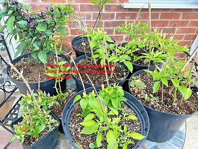 Chilli Plant Basket  Of Fire Or Black And Purple Chilli. One Plant  • £5.99