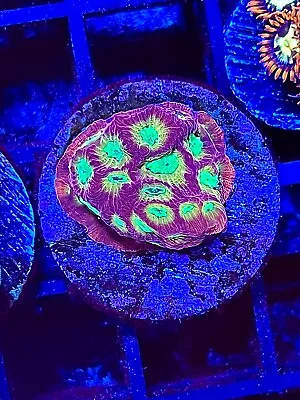 WWC Top Fuel Favia Coral King Wysiwyg Live Coral Frag • $6.99