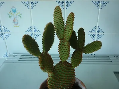 £2 • Buy Cactus Opuntia  3 Fresh  Cuttings.  Great For Collectors.