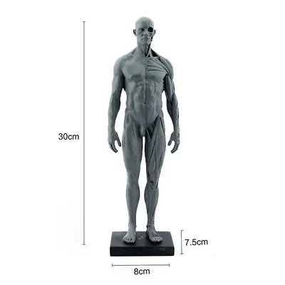 1:6 30cm Human Anatomy Skull Blood Sculpture Head Body Muscle Bone Model Male • $33.24