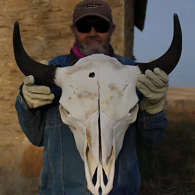  Buffalo Bison Head Skull Horns  • $290.18