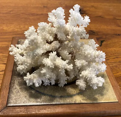 Vintage Natural White Ocean Reef Sea Coral Piece 7”x 5” Inches  1 Lb 5 Oz • $49.99