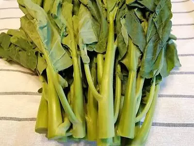 KAILAAN CHINESE BROCCOLI 100/200 Seeds Chinese KALE HEAT TOLERANT Nutritional • $2.20