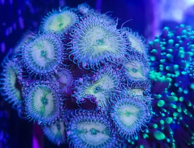 2 Polyp Irish Cream Palythoa/ Zoa /zoanthid Soft Coral Frag Not Sps Or Lps • £9.99