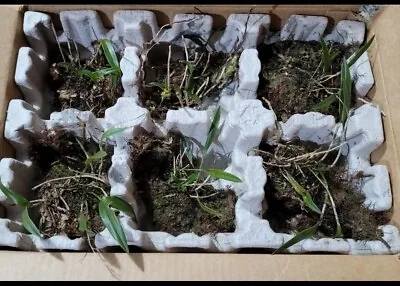 (6)Epidendrum Magnolia The Green Fly Orchid – Rare. Limited 6 Pack • $104.99