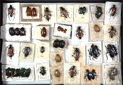 £12.50 • Buy Good Selection Of Beetles From Arizona / Texas USA