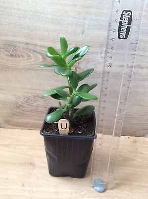 £3.30 • Buy MONEY PLANT ALSO KNOWN AS CRASSULA OVATA OR JADE PLANT APPROX 22cm Tall INC. POT