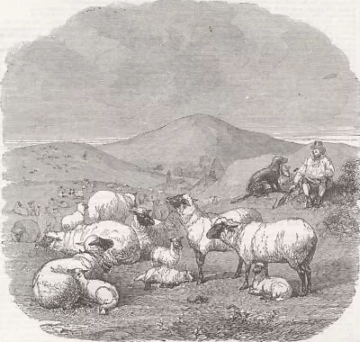 SHEEP. Sheep 1858 Old Antique Vintage Print Picture • $11.19