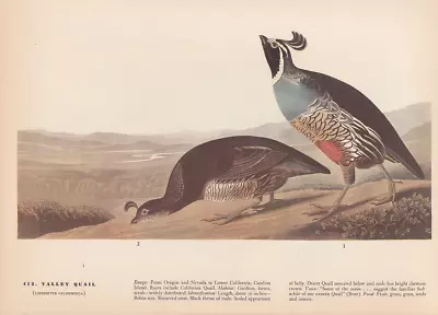 Audubon 1942 Vintage Birds #413  Valley Quail  Full Color Art Plate Lithograph • $2.40