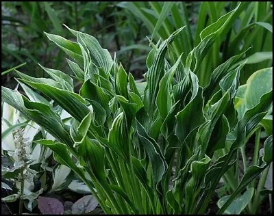 £7 • Buy 1 Litre Hosta 'Praying Hands' Herbaceous Plantain Lily