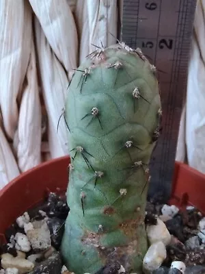£12 • Buy Rare, Tephrocactus Geometricus Cactus Cutting!, Succulent, Opuntia Prickly Pear