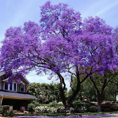 50 Paulownia Royal Empress Seeds - FASTEST GROWING TREE - Weeping Purple Flowers • $6.99