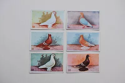 6 Pleines Fancy Pigeon Cigarette Cards • £9.95
