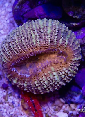 Lobo Coral | Lobophyllia | Frag | Sps | Hard Coral LPS | Marine 🪸 • £89.99