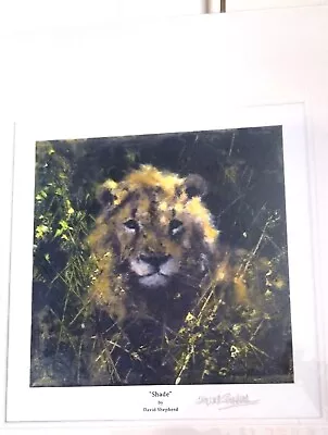 Lion Limited Edition Signed Print Mounted   Shade  Print David Shepherd 21/200 • £90