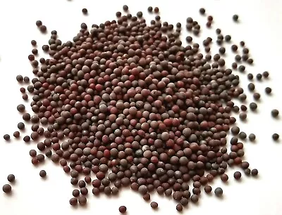 Mustard Seeds Yellow / Black Whole India 1 Oz- 2 Lb Reclosable Bag • $6.49