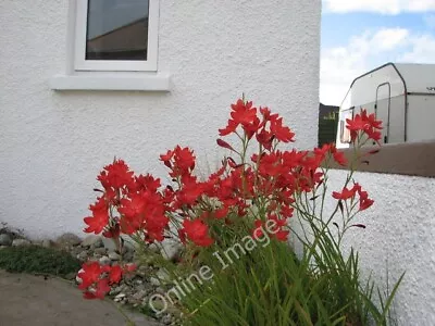 Photo 6x4 Kaffir Lily Portrush A Nice Clump Of Bright Red Kaffir Lilies O C2010 • £2