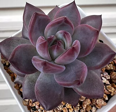 Au Stock Echeveria 'night Stalker' - Plants Rooted Succulent 5-24 • $19.99