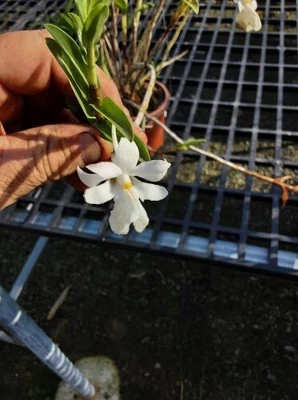 $40 • Buy Orchid Species-Dendrobium Jyrdii-Philippines