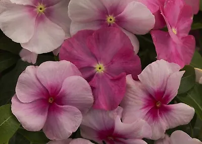 Vinca Vitalia Sweetheart Mix 25 Vinca Seeds Flower Seeds Catharanthus Roseus • $4.25