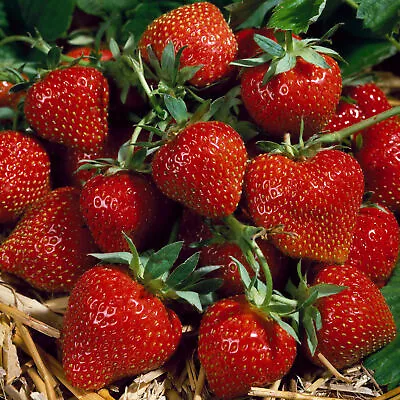 £19.99 • Buy Strawberry Korona | Early Fruiting Disease Resistant Perennial Fruit Plant