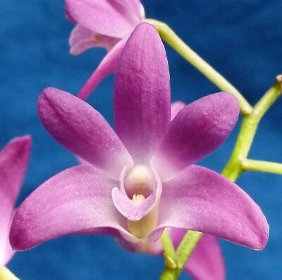 $25 • Buy THG Orchid DENDROBIUM Yarrambat Gabi 'Dumbledore' In A 12cm Pot